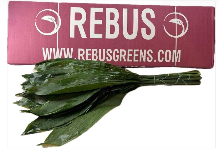 ASPIDISTRA  70 CM REBUS