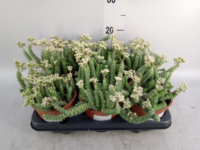 <h4>Crassula marnieriana</h4>