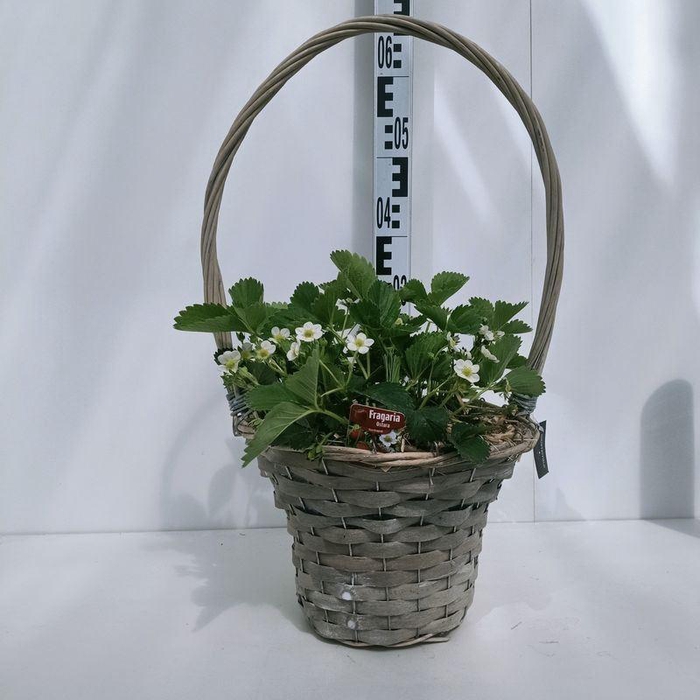 <h4>Fragaria 'Ostara'</h4>