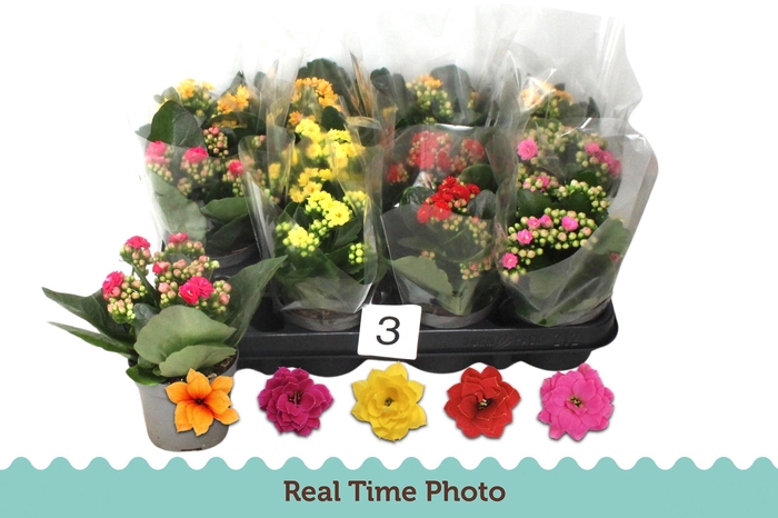 <h4>KAL GE GEM 5 KL</h4>