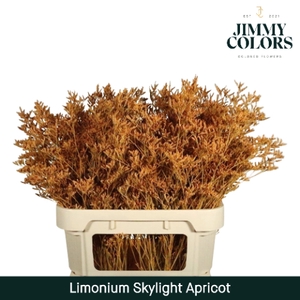 Limonium Skylight L80 Apricot