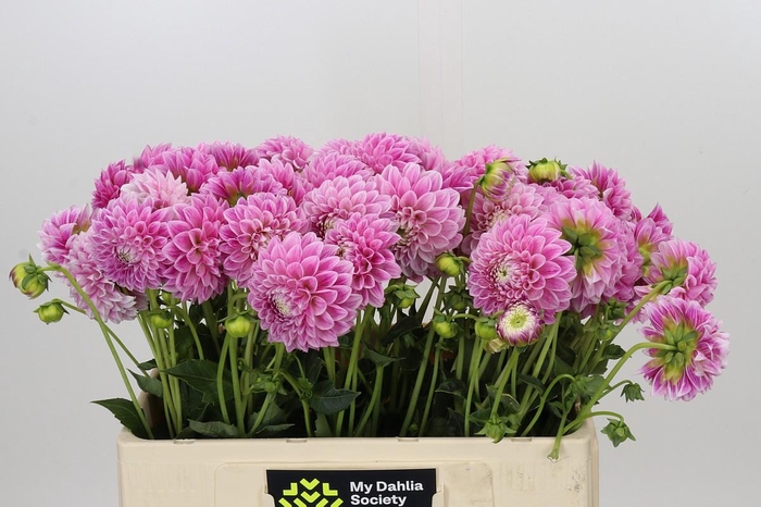 <h4>Dahlia Marshmallow Baby</h4>