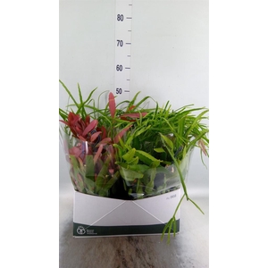Rhipsalis   ...mix