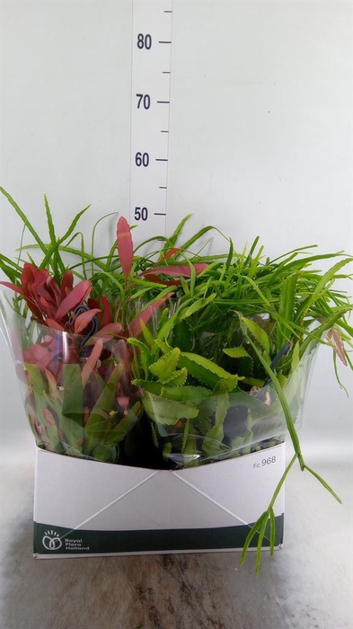 <h4>Rhipsalis   ...mix</h4>