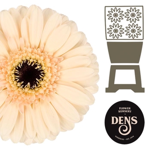 Germini Cafe Diamond