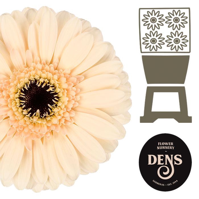 <h4>Germini Cafe Diamond</h4>