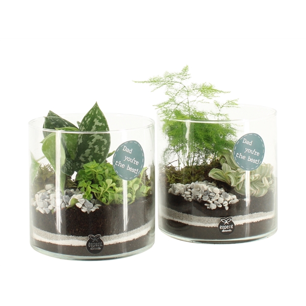 Arrangementen kamerplanten 6%
