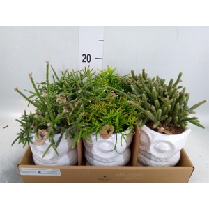 Rhipsalis   ...mix