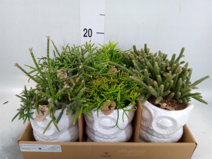 <h4>Rhipsalis   ...mix</h4>