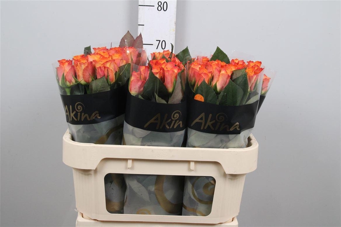 <h4>R Gr Mariyo!</h4>