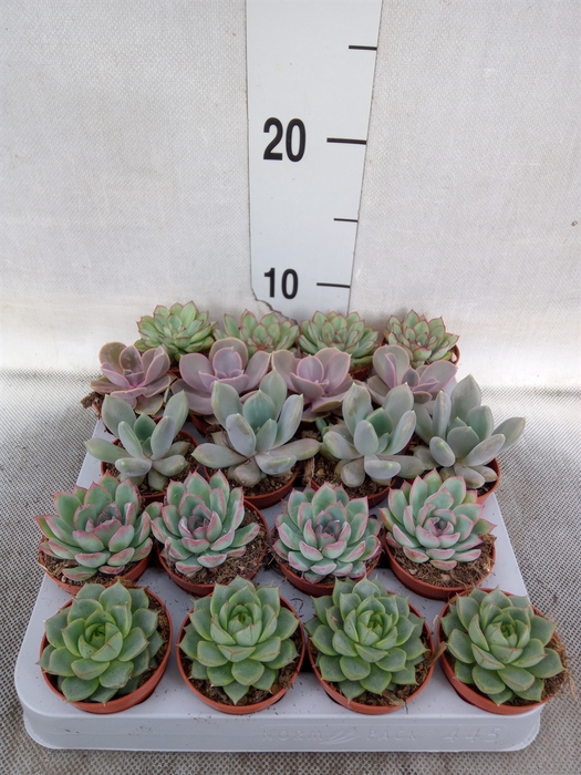 Echeveria   ...mix