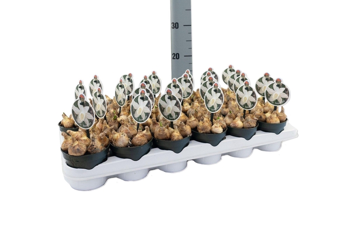 <h4>Narcis Snow Baby</h4>