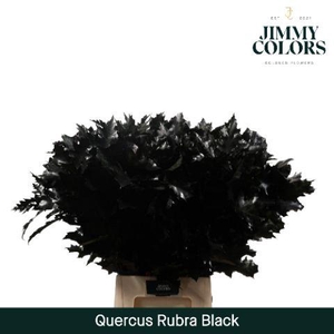 Quercus Rubra L80 Black