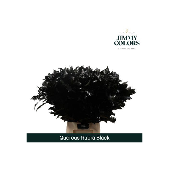 <h4>Quercus Rubra L80 Black</h4>
