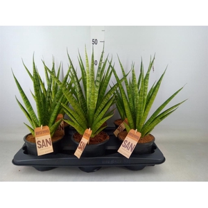 Sansevieria cyl.  ...