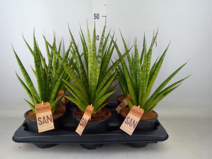 <h4>Sansevieria cyl.  ...</h4>