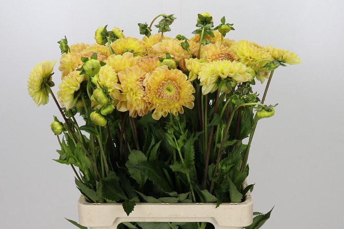<h4>Dahlia Jowey Goldy</h4>