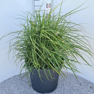 Miscanthus Sin. Strictus Dwarf P40