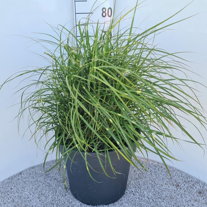 <h4>Miscanthus Sin. Strictus Dwarf P40</h4>
