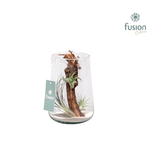 Green Bottle Deline large met air tillandsia