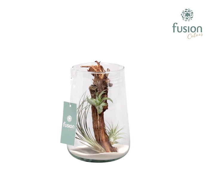 <h4>Green Bottle Deline large met air tillandsia</h4>