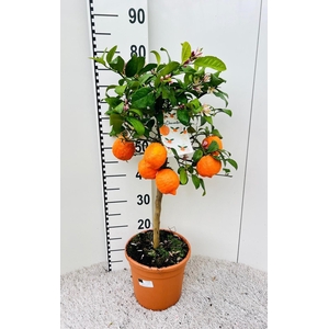 Citrus reticulata Clementine stem