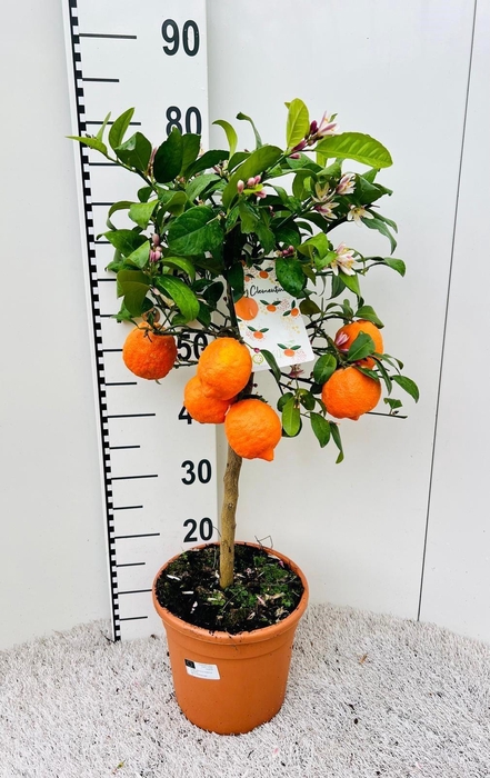 <h4>Citrus reticulata Clementine stem</h4>