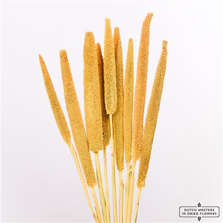 <h4>DRIED BABALA 10PC YELLOW BUNCH</h4>