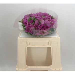 ANEM LEVANTE SUP LILLA