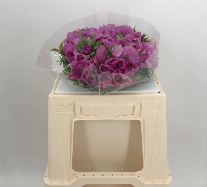 <h4>ANEM LEVANTE EX LILLA</h4>