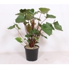 Homalomena Maggy