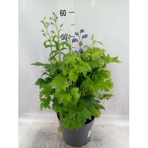 Delphinium grand.