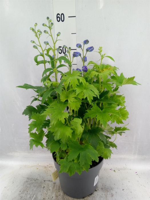 <h4>Delphinium grand.</h4>