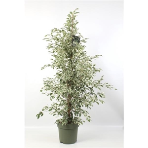 FICUS benjamina Profit