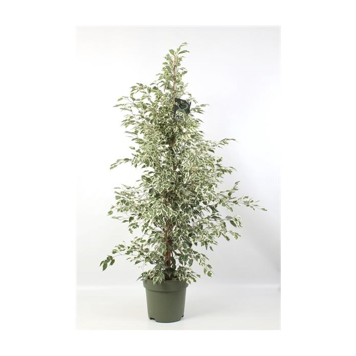 <h4>FICUS benjamina Starlight</h4>