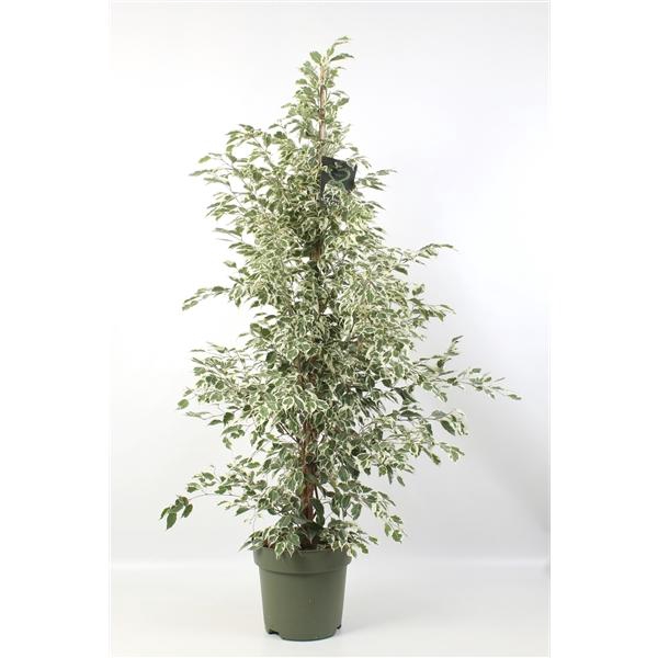 <h4>FICUS benjamina Starlight</h4>