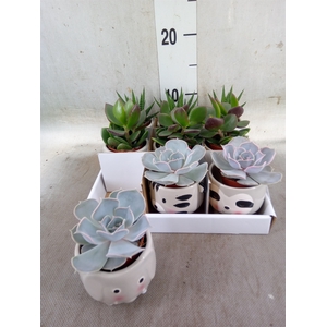 Succulents   ...