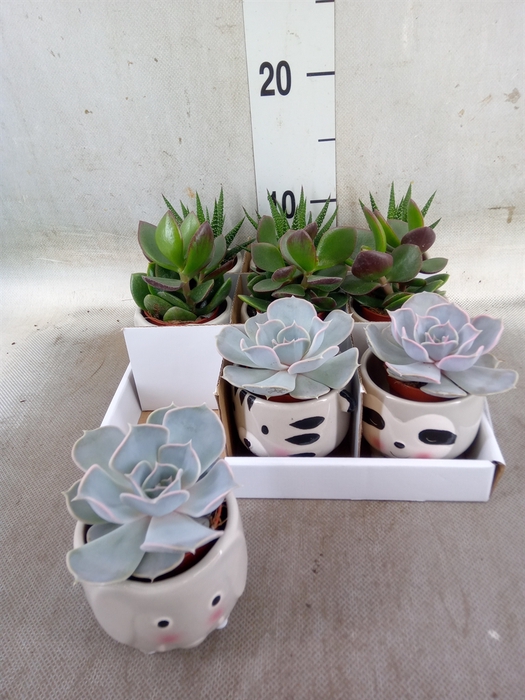<h4>Succulents   ...</h4>