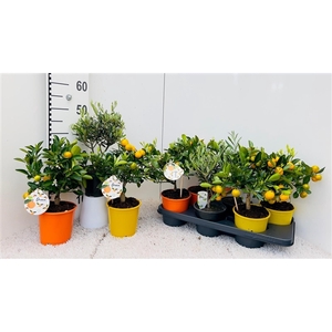 Algarve Mix Citrus & Olea medi-stem