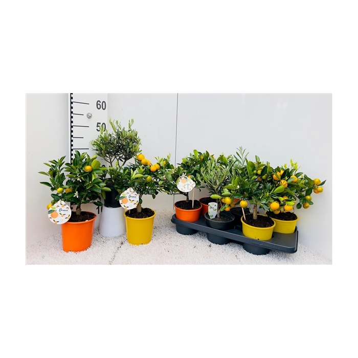 <h4>Algarve Mix Citrus & Olea medi-stem</h4>