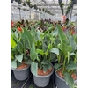 Canna generalis Cannova Groenblad 40cm diverse kleuren