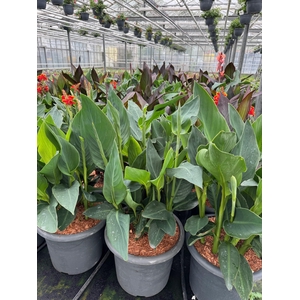 Canna generalis Cannova Donkerblad 40cm