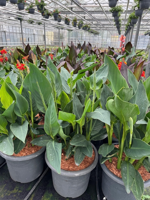 <h4>Canna generalis Cannova Groenblad 40cm</h4>
