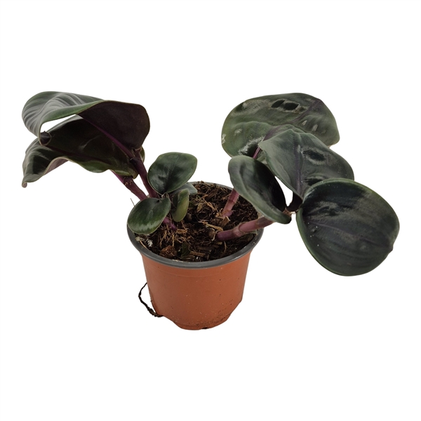 <h4>Geogenanthus midnight pearl</h4>