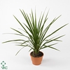 Cordyline australis Green Star