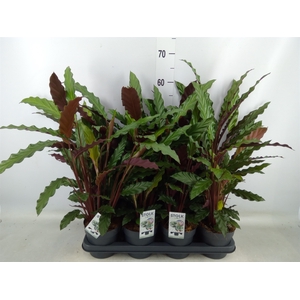 Calathea rufibarba