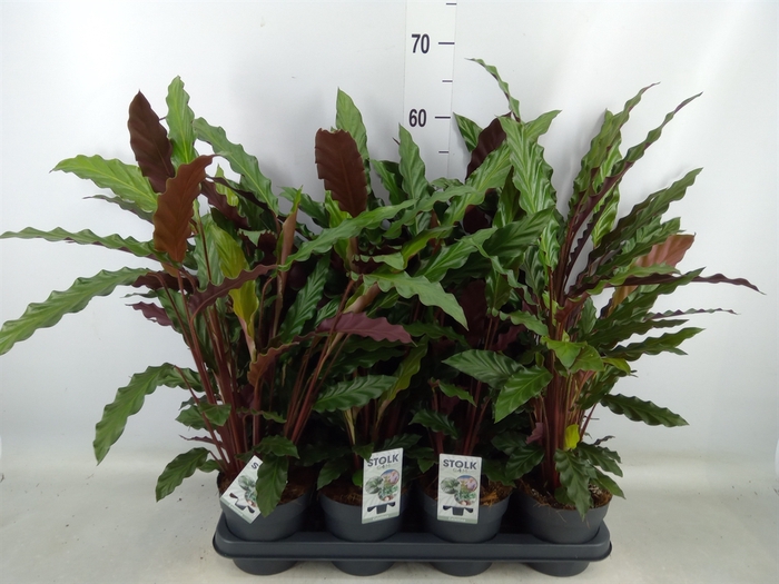 <h4>Calathea rufibarba</h4>