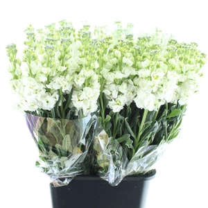 Matth Incana Iron White