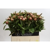 Paeonia Athena