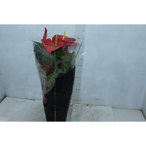 ANTHURIUM MICHIGAN P17 PREMIUM